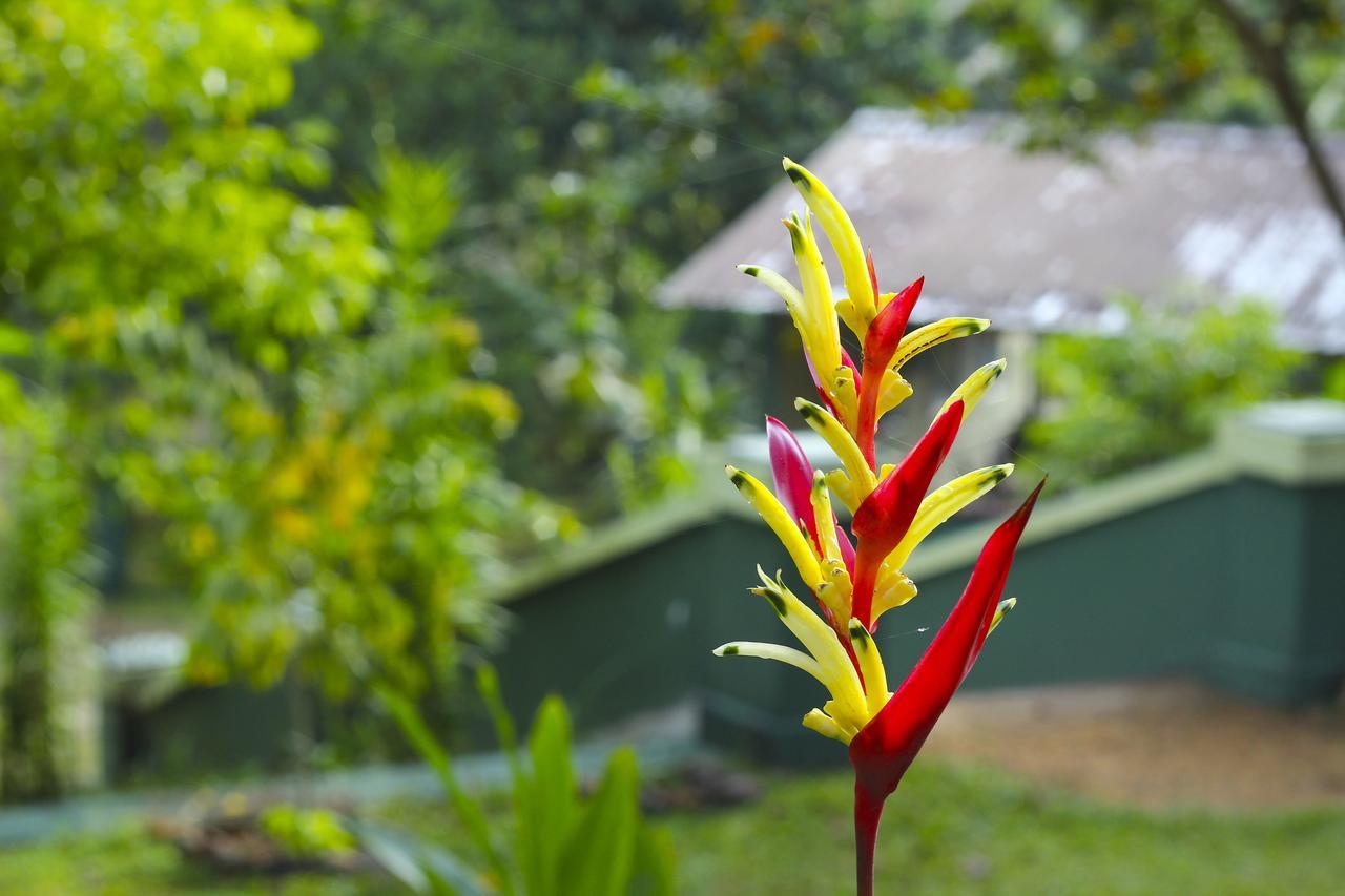 Blue Magpie Lodge Sinharaja Kudawe Bagian luar foto